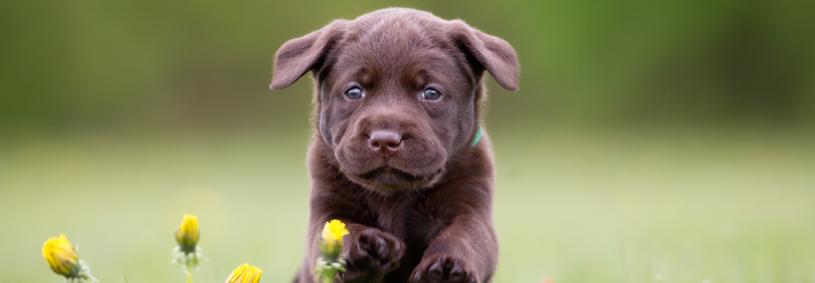 Comment bien éduquer son chien dès son plus jeune âge ?