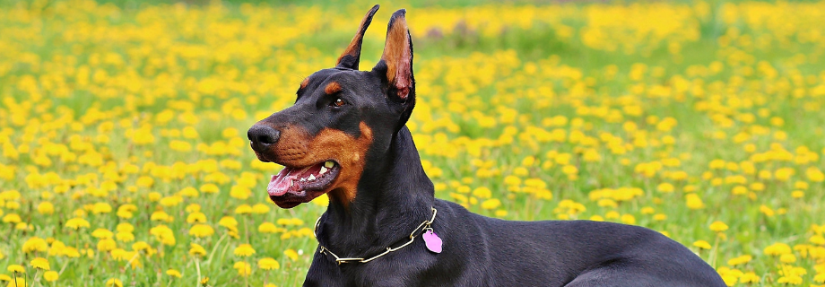 Le Doberman