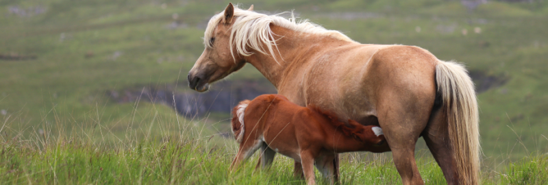 La lactation chez la jument : ce qu’il faut savoir