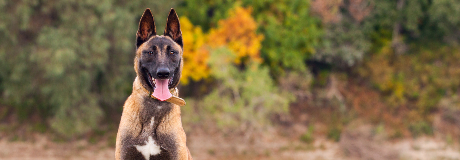Le Malinois