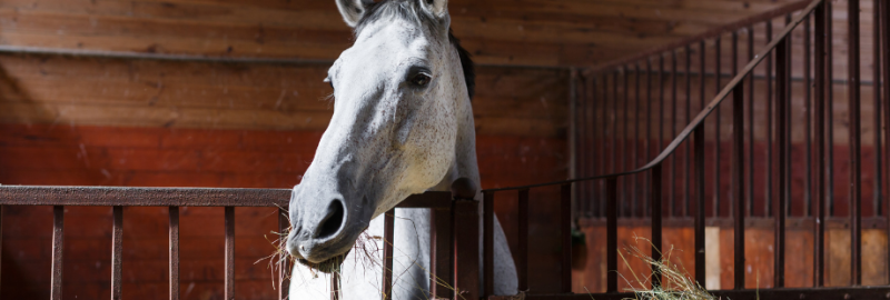 La flore digestive du cheval : comprendre et prendre soin du microbiote intestinal