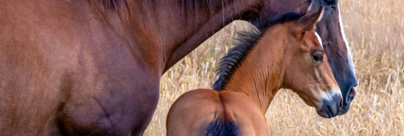 L’immunité chez le poulain : ce qu’il faut savoir