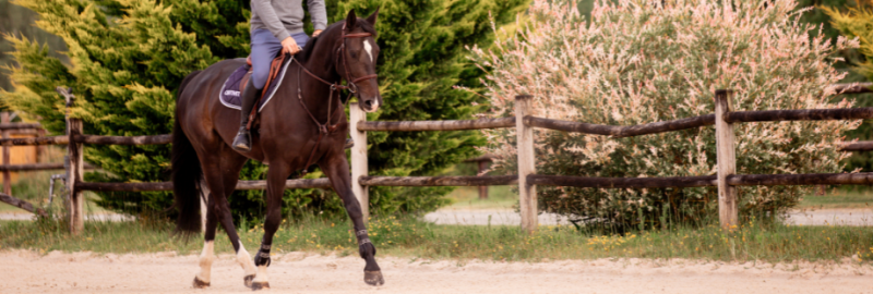 Probiotiques pour chevaux : que sont les modulateurs de flore digestive chez le cheval ? Tout savoir sur les pré, pro, et postbiotiques