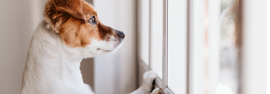 Chien anxieux : comprendre les causes du stress pour l’apaiser