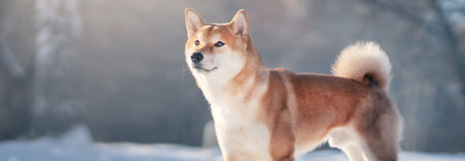 Le Shiba Inu