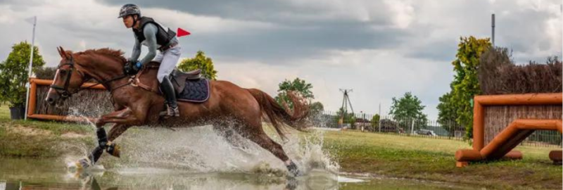 La complémentation en minéraux et vitamines chez le cheval