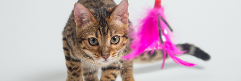 Quel jouet choisir pour son chat ?