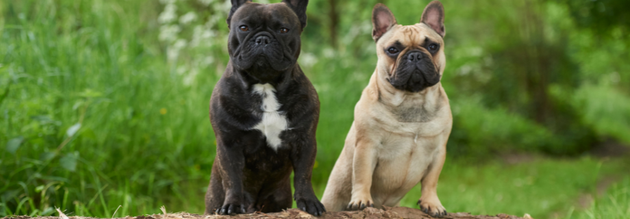 Le bouledogue français
