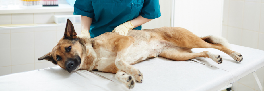 Ventre gonflé, ballonnements : comment soulager votre chien ?