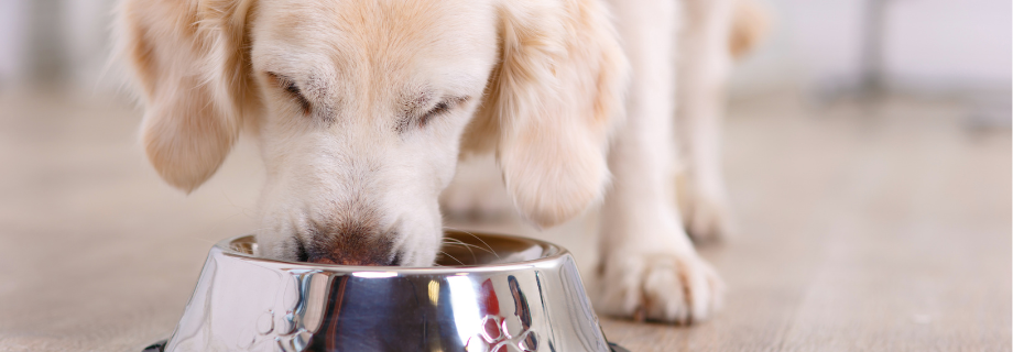 Quels sont les aliments interdits aux chiens ?