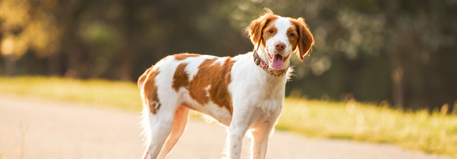 L’épagneul Breton