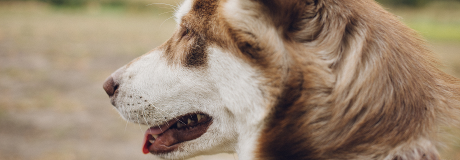 Mon chien tousse : que faire ?