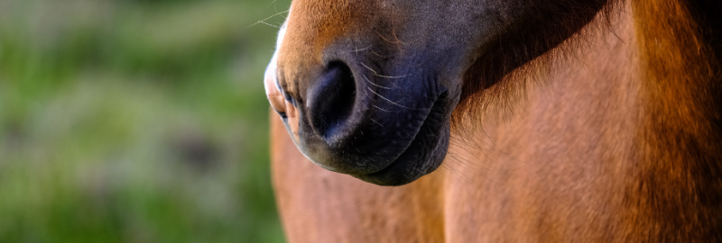 Tout savoir sur la rhinopneumonie chez le cheval