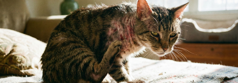 La dermatite chez le chat : comprendre, agir et prévenir