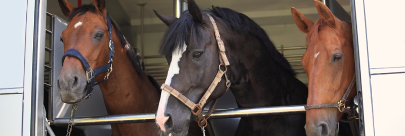 Transport cheval : conseils et bonnes pratiques