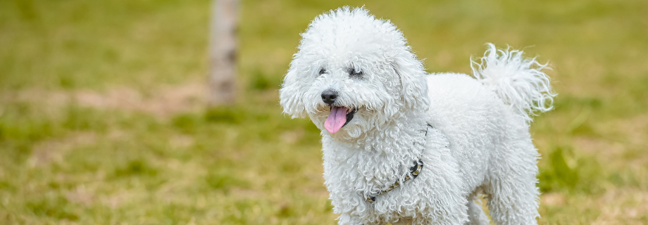Le caniche : présentation d’une race affectueuse et intelligente