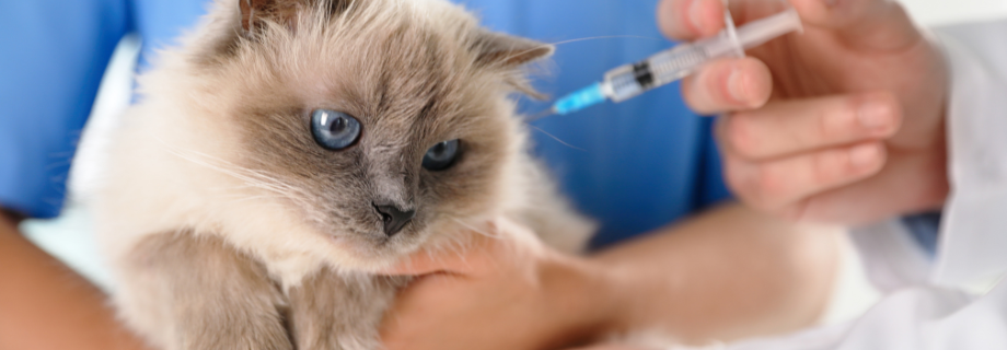 Vaccination du chat : guide complet