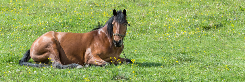 Mon cheval est couché, que faire ?