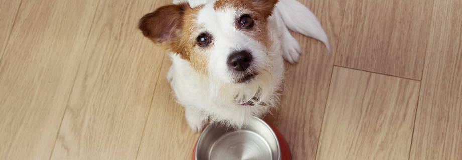 Alimentation sèche ou humide pour son chien : que choisir ?