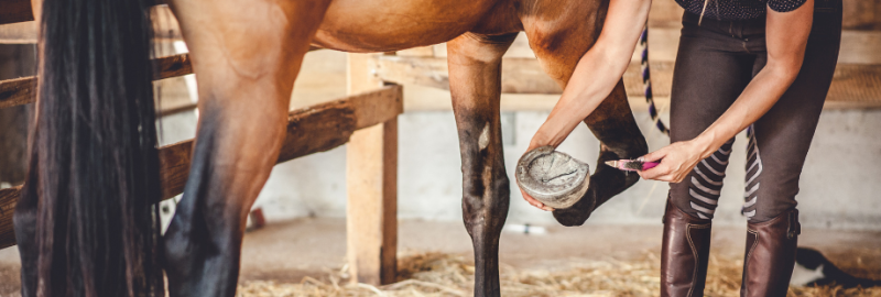 Prendre soin des sabots de son cheval : ce qu’il faut savoir
