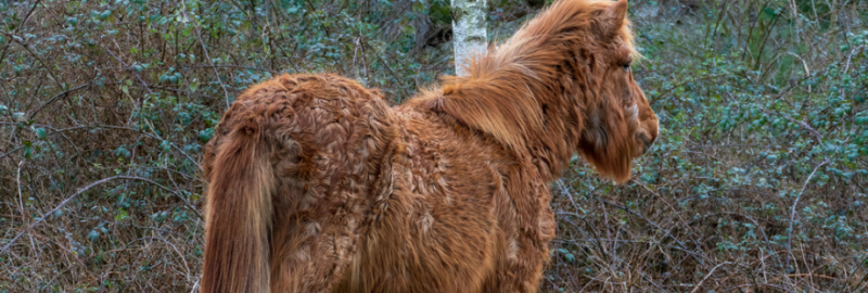 Tout savoir sur la maladie de cushing chez le cheval
