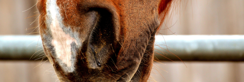 La gourme équine : origine, signes cliniques et gestion en élevage