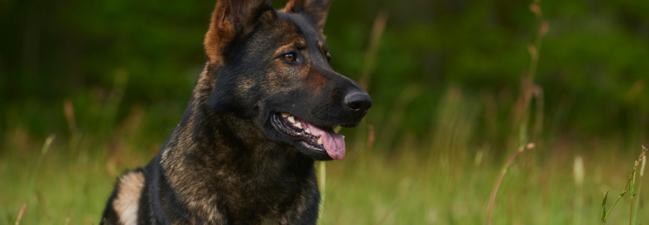 La dysplasie de la hanche chez le chien : comprendre et gérer cette affection commune