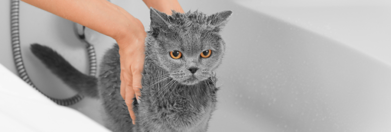 Faut-il laver son chat ?