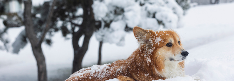 Hypothermie chez le chien : comprendre, prévenir et agir efficacement