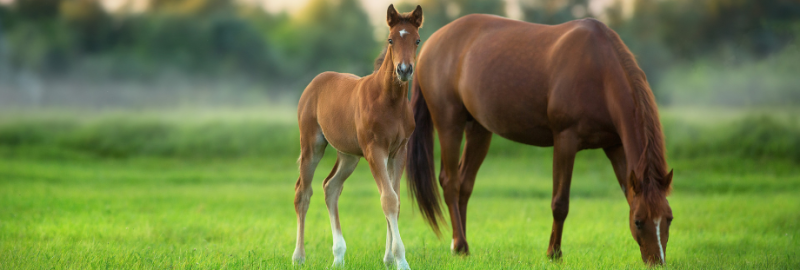 La croissance du poulain : tout ce qu’il faut savoir