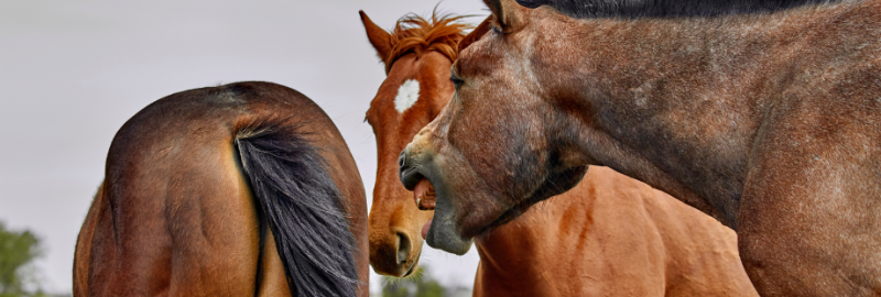 La toux chez le cheval : circonstances d’apparition et prise en charge
