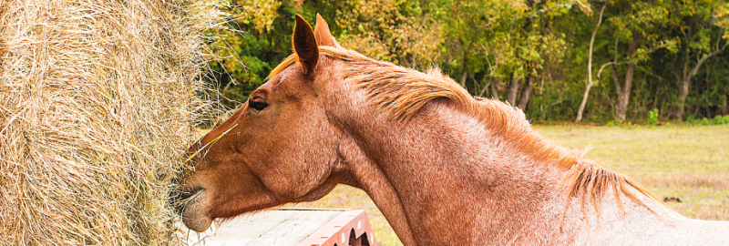 Nourrir un cheval âgé : nos conseils