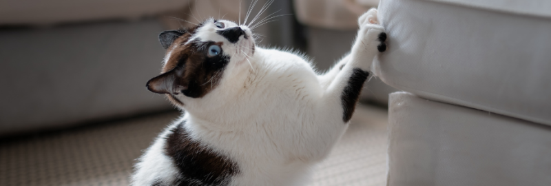 Mon chat griffe tout, que faire ?