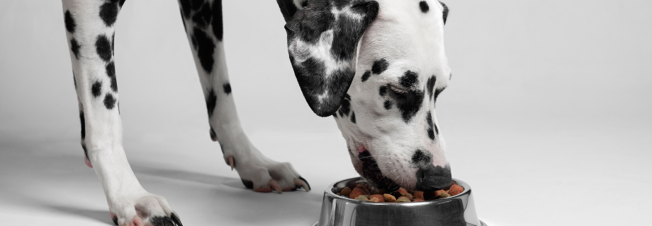 Choisir des croquettes adaptées à son chien