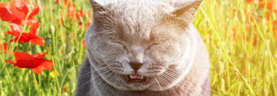 Mon chat éternue : quand faut-il s’inquiéter ?