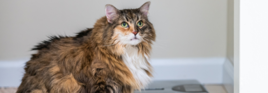 Comment faire maigrir un chat ?