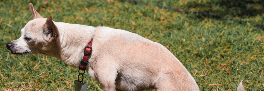 Infection urinaire chez le chien : causes, symptômes, traitement et prévention