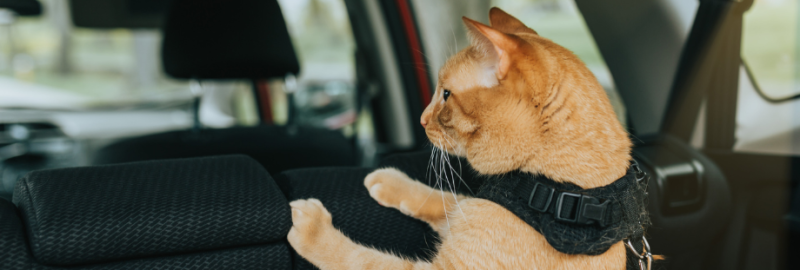 Tout ce qu’il faut savoir pour voyager avec un chat