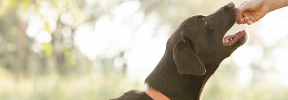 Dresser, éduquer son chien : nos conseils