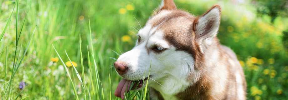 Pourquoi mon chien mange-t-il de l’herbe ?