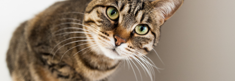 Le microbiote impliqué dans de nombreuses pathologies chez l’animal de compagnie