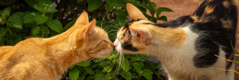 Comment faire cohabiter un chat avec un autre chat ?