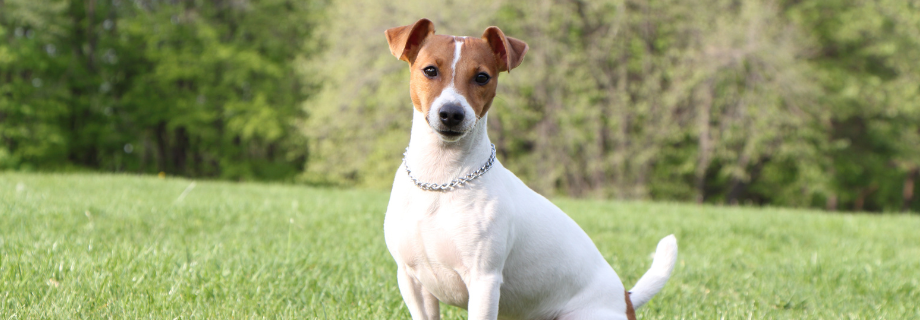 Le Jack Russel Terrier