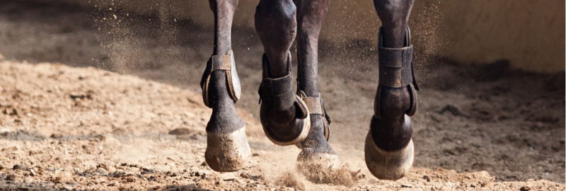 Remodelage ou remaniement osseux chez le cheval : qu'est-ce que c'est ?