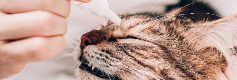 Comment mettre des gouttes dans les yeux d’un chat ?
