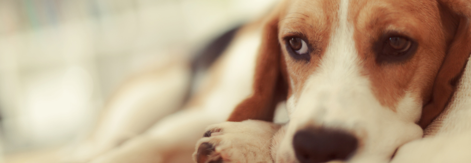 Coliques, gastrites et diarrhées chez le chien : comprendre, prévenir et traiter ces troubles digestifs