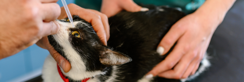 Conjonctivite chez le chat : bien agir pour protéger sa vue