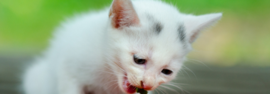 Quelles friandises donner à un chaton ?