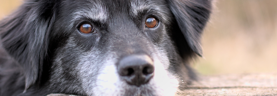 Comment soigner la cataracte chez le chien ?