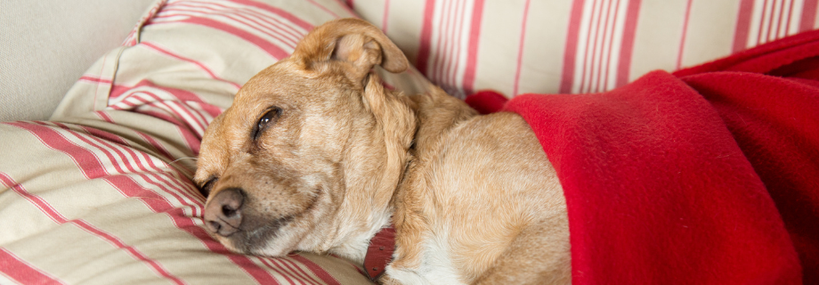 La parvovirose chez le chien : tout ce qu’il faut savoir